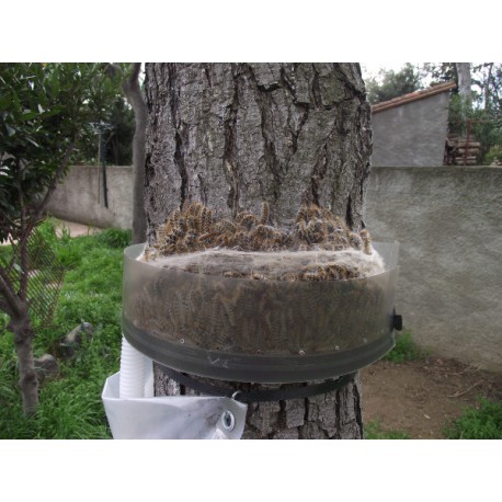 Eco piège chenille processionnaire du pin
